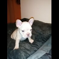 French Bulldog - Both