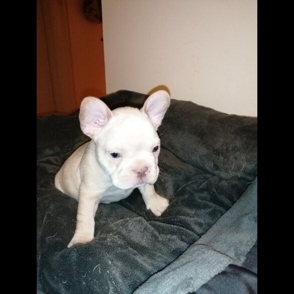 French Bulldog - Both