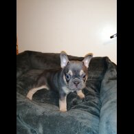 French Bulldog - Both