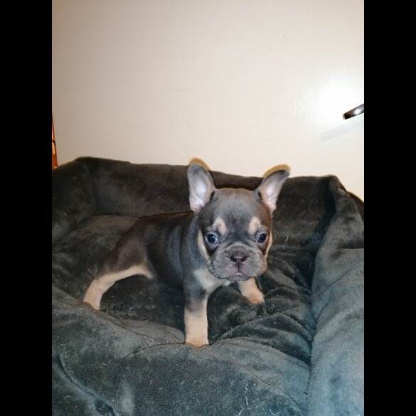 French Bulldog - Both
