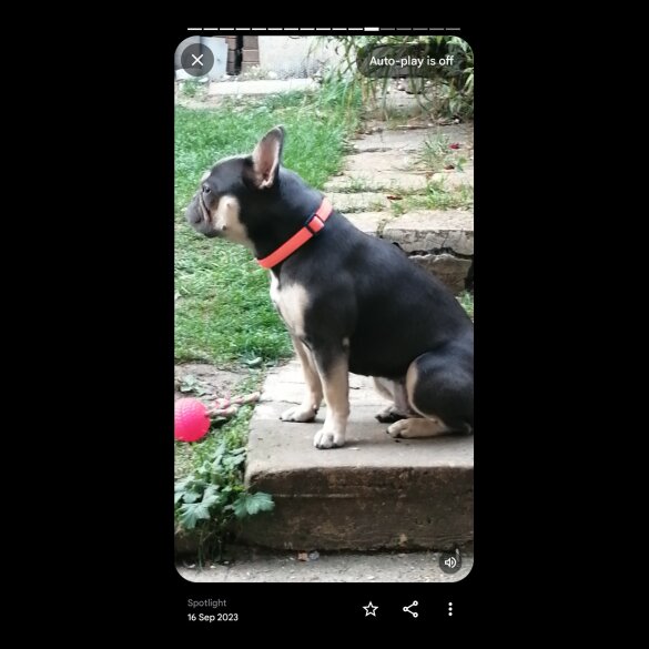 French Bulldog - Both