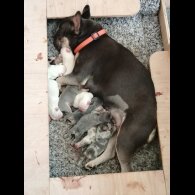 French Bulldog - Both