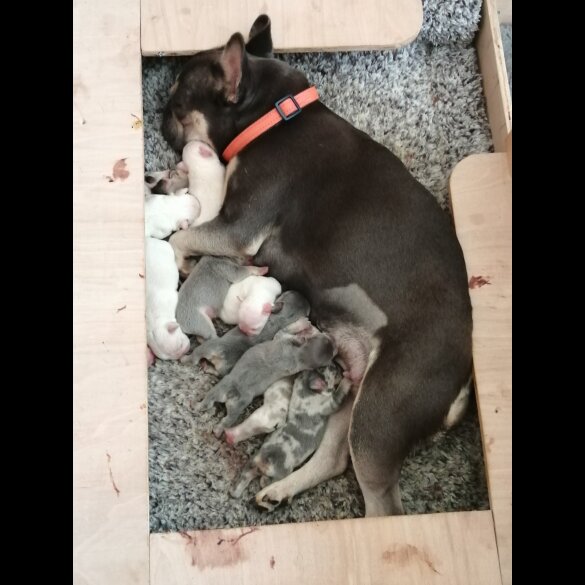 French Bulldog - Both