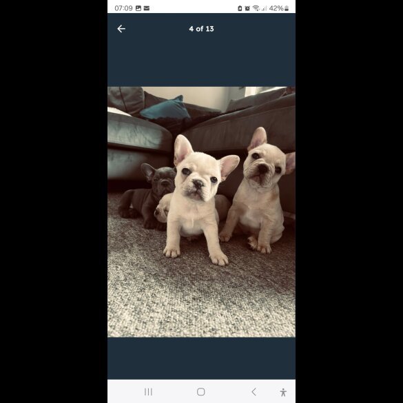 French Bulldog - Both