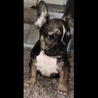 French Bulldog - Both