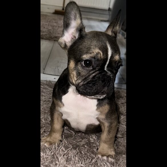 French Bulldog - Both