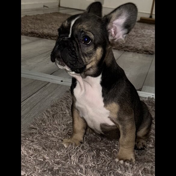 French Bulldog - Both