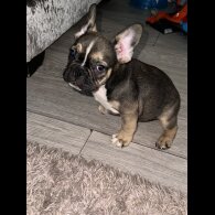 French Bulldog - Both