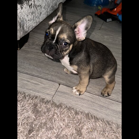 French Bulldog - Both