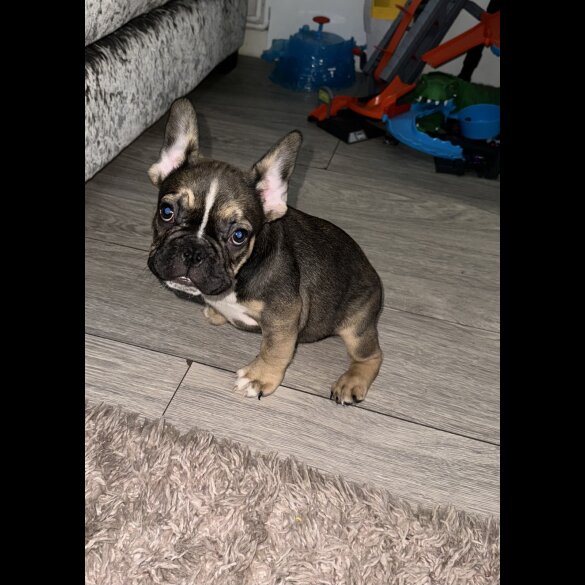 French Bulldog - Both