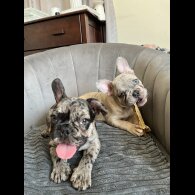 French Bulldog - Both