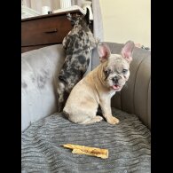 French Bulldog - Both