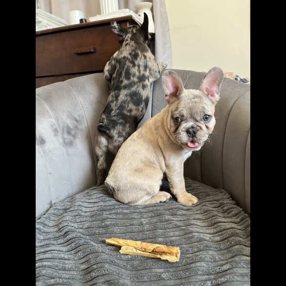 French Bulldog - Both
