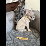 French Bulldog - Both