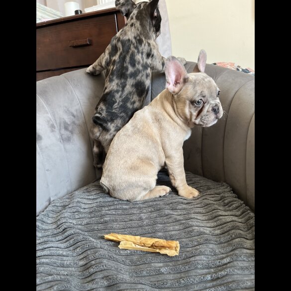 French Bulldog - Both