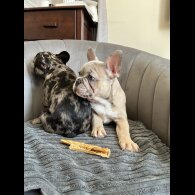French Bulldog - Both
