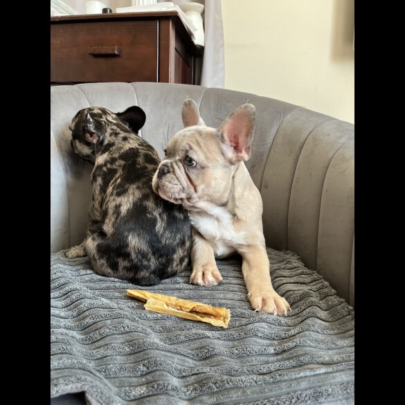 French Bulldog - Both