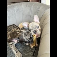 French Bulldog - Both