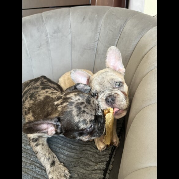 French Bulldog - Both