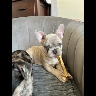 French Bulldog - Both