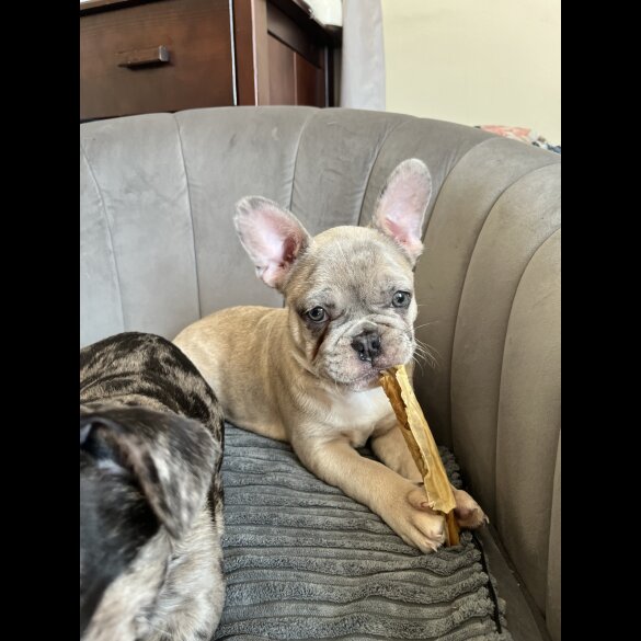French Bulldog - Both
