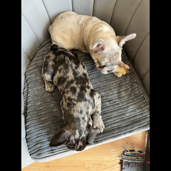 French Bulldog - Both