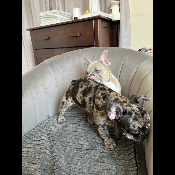 French Bulldog - Both