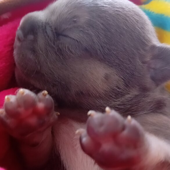 French Bulldog - Both