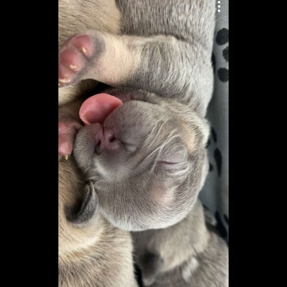 French Bulldog - Both