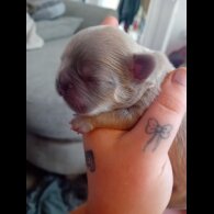 French Bulldog - Both