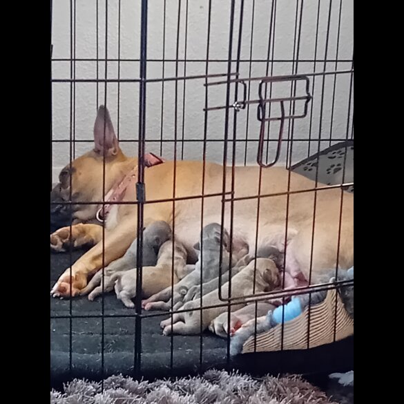 French Bulldog - Both