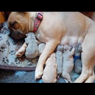 French Bulldog - Both
