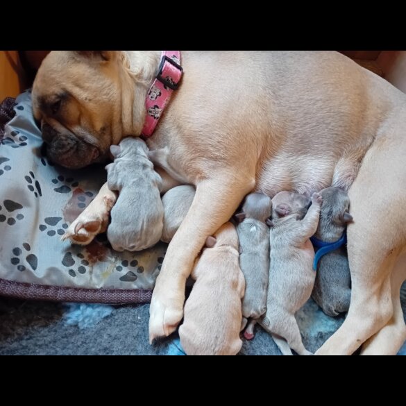 French Bulldog - Both