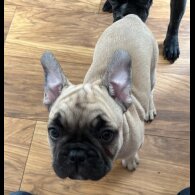 French Bulldog - Dogs