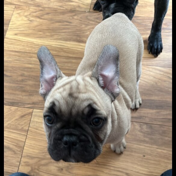 French Bulldog - Dogs