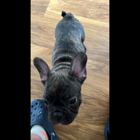French Bulldog - Dogs