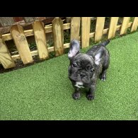 French Bulldog - Dogs