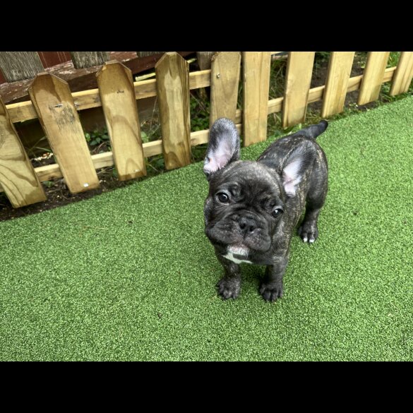 French Bulldog - Dogs