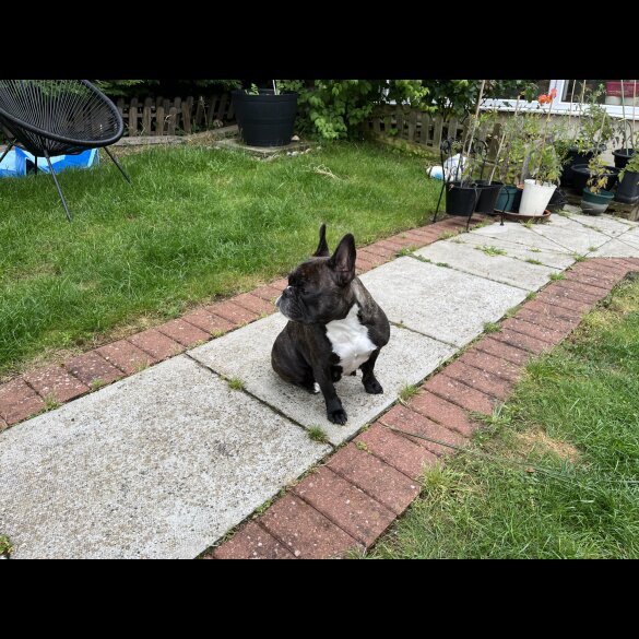 French Bulldog - Dogs
