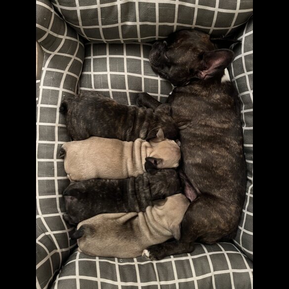 French Bulldog - Dogs