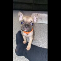 French Bulldog - Bitches