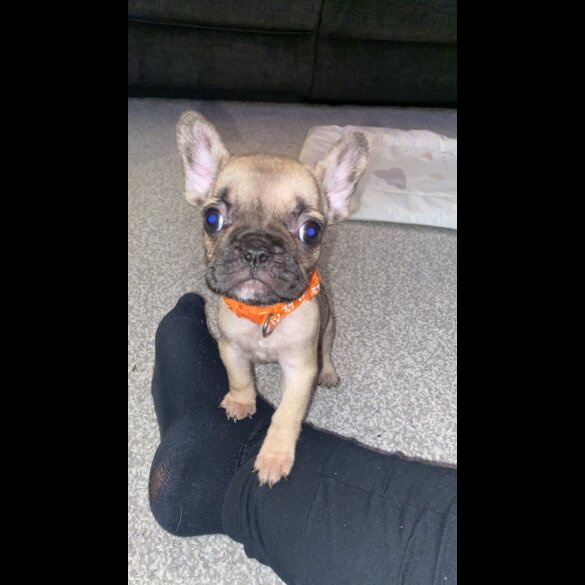 French Bulldog - Bitches