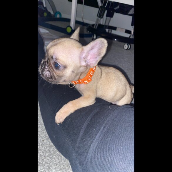 French Bulldog - Bitches