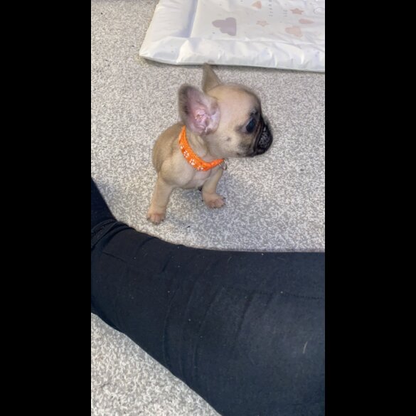 French Bulldog - Bitches