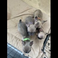 French Bulldog - Bitches
