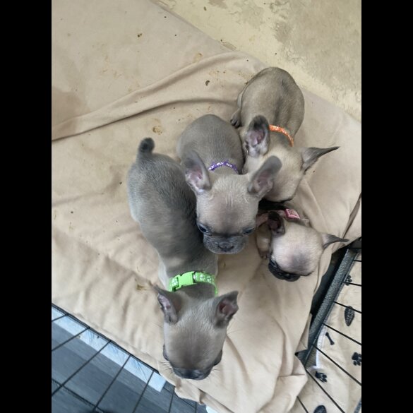 French Bulldog - Bitches