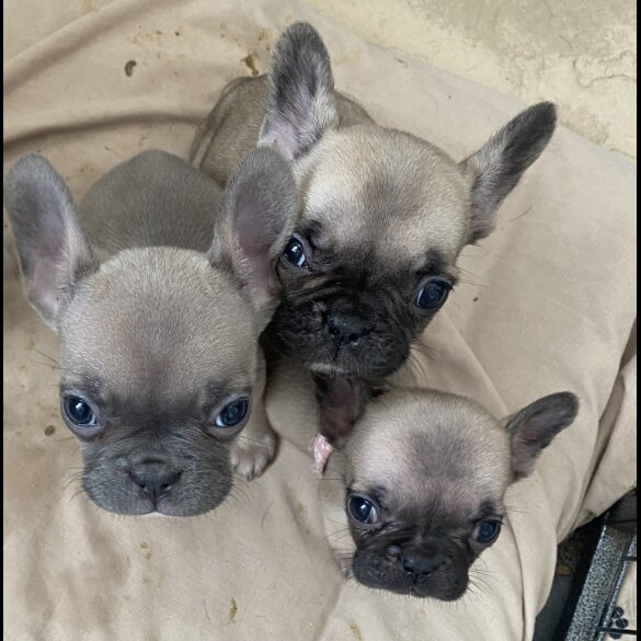 French Bulldog - Bitches