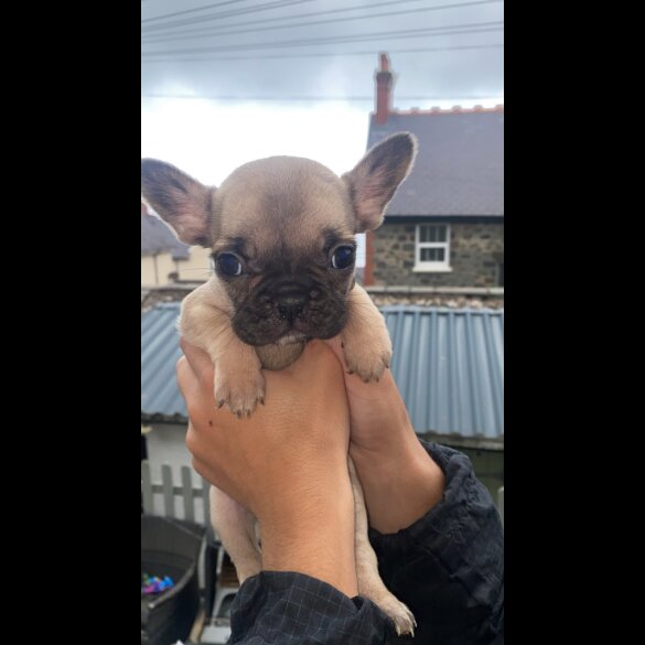 French Bulldog - Bitches