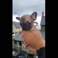 French Bulldog - Bitches