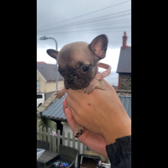 French Bulldog - Bitches
